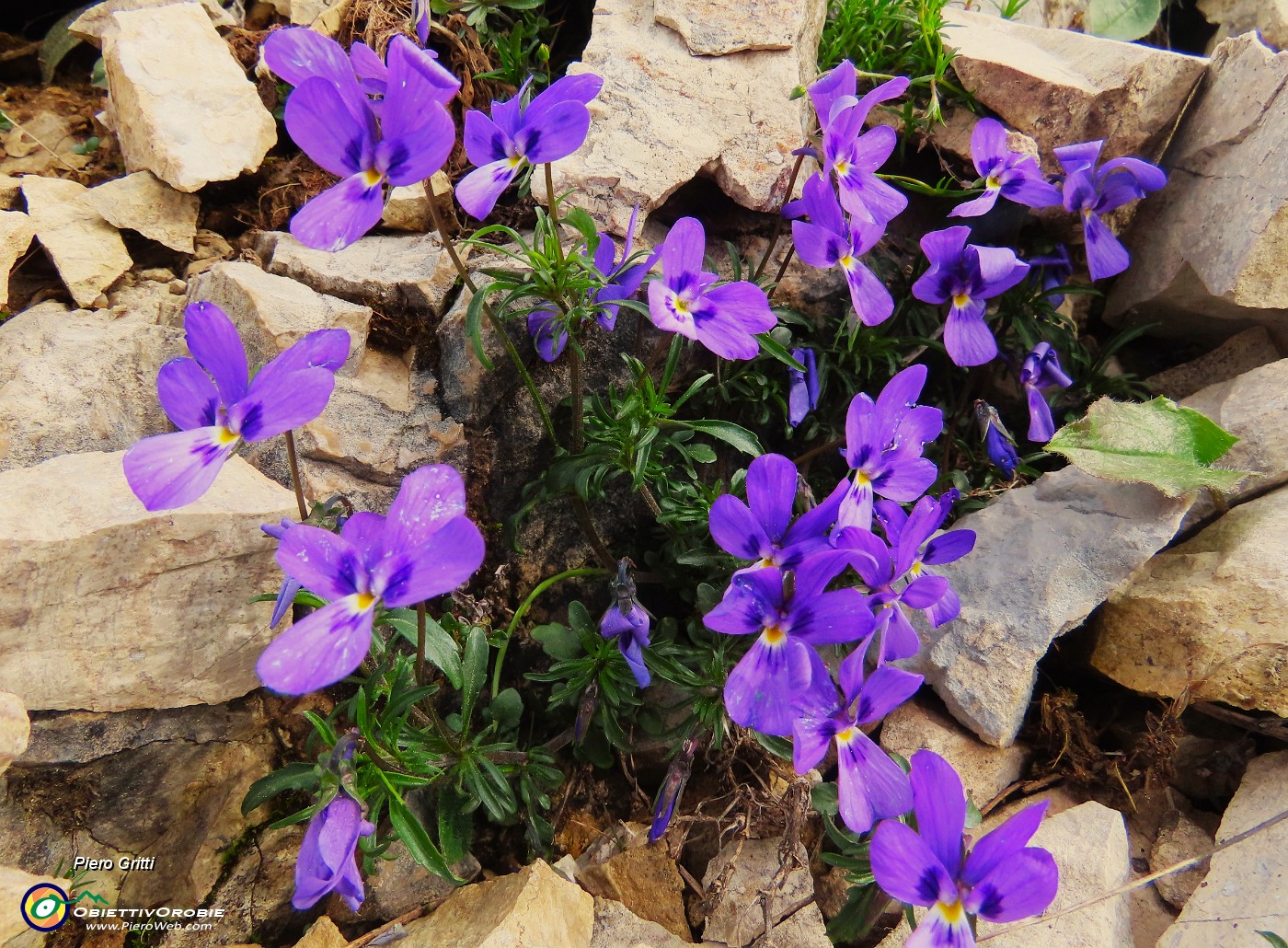 14 Viola dubyana- Viola di Duby.JPG